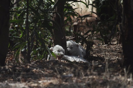 White lion cubs are seen at the Drakenstein Lion Park near Cape Town December 29, 2015. A South African lion called Brutus who fathered three "miracle" cubs despite having had a vasectomy in his youth is going back to the vet to have the operation a second time. Brutus and his partner Nala, who live at the Drakenstein Lion Park near Cape Town, stunned staff at the sanctuary when she gave birth to the cubs just before Christmas. REUTERS/Mark Wessells
