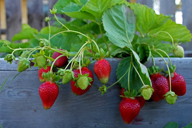 Επίδειξη Μέσων και Μεθόδων Καταπολέμησης Κουνουπιών θα παρουσιάσει η Περιφέρεια Α.Μ.Θ.  στο  Φανάρι  Ροδόπης.