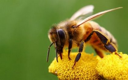 «Να αναγράφεται η προέλευση από γενετικά τροποποιημένες καλλιέργειες» στο μέλι