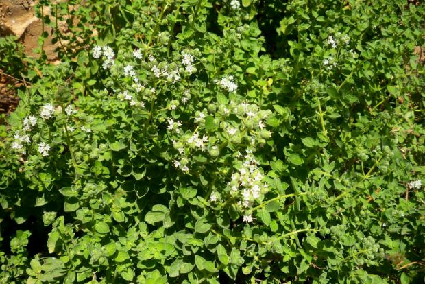 Αφιέρωμα στην Αγία και Μεγάλη Εβδομάδα