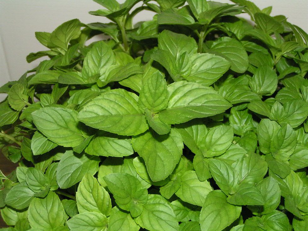 Τα κόλπα του διαδικτυακού κολοσσού που πρέπει να δοκιμάσετε