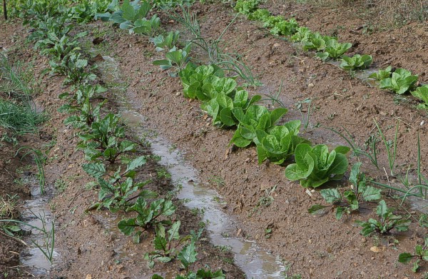 Ο Πανδραμαϊκός Α.Ο. καλεί παλιά και νέα μέλη του συλλόγου