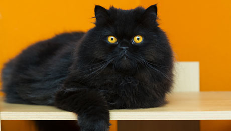 Απίθανο Brownie cheesecake με OREO