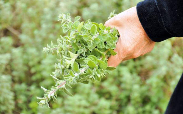 Αντιμετώπιση της μούχλας
