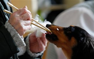 Πρόταση από το Δήμαρχο Δοξάτου Δημήτρη Δαλακάκη για δημιουργία καταφυγίου αδέσποτων ζώων