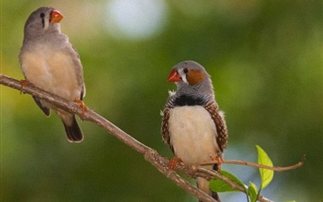 Το δικαίωμα της λησμονιάς στο διαδίκτυο