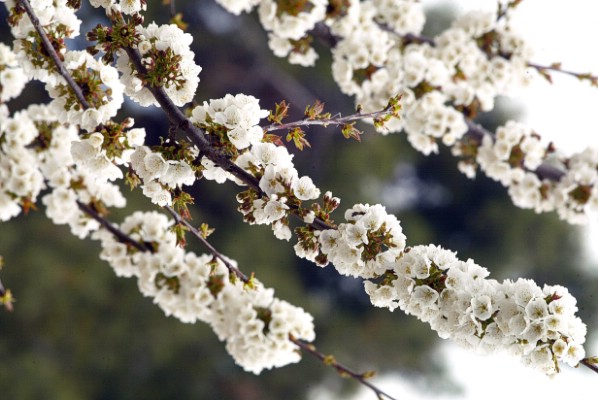 Το ρόφημα που μειώνει τον κίνδυνο για κακόηθες μελάνωμα