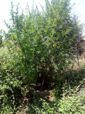 Σύλληψη ημεδαπού για καλλιέργεια δενδρυλλίων κάνναβης και κατοχή ναρκωτικών
