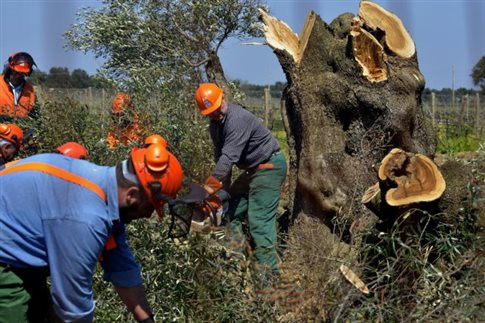 Απόφαση της ιταλικής Δικαιοσύνης ίσως απειλεί τους ελαιώνες της Ελλάδας