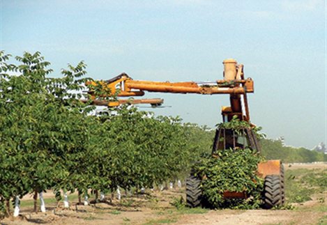 Εφάπαξ επιδότηση έως 9.000 ευρώ για την πρώτη φύτευση δενδρώνων