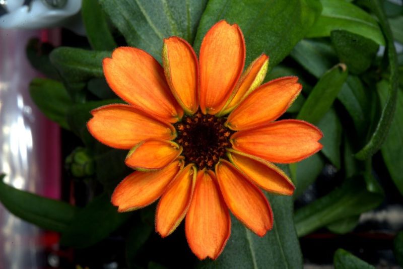 Πορτοκαλί βρώσιμη ζίννια: Το πρώτο λουλούδι που καλλιεργείται στο διάστημα