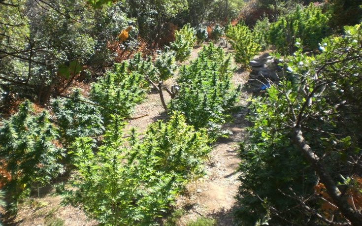 Η μεγαλύτερη επένδυση στη βιομηχανία κάνναβης, ύψους 4 δισ, δολαρίων