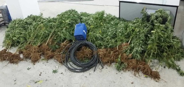 Σύλληψη 3 ημεδαπών για καλλιέργεια δενδρυλλίων κάνναβης και κατοχή ναρκωτικών κατά περίπτωση