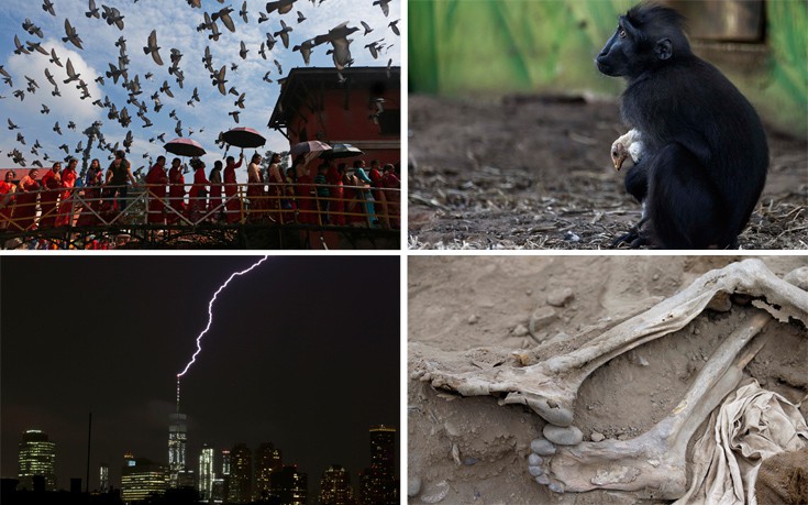 Είναι οι Έλληνες ένας λαός που αγαπάει τα ζώα;