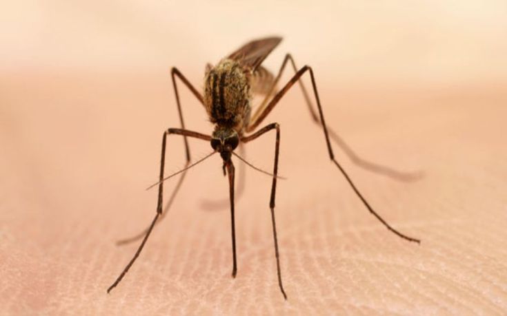 Γιατί τα κουνούπια τσιμπάνε μερικούς ανθρώπους περισσότερο από άλλους; Η απάντηση της επιστήμης μας εκπλήσσει