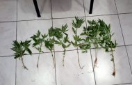 Συνελήφθη ημεδαπός για καλλιέργεια φυτών