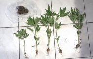 Συνελήφθη ημεδαπός κατηγορούμενος για καλλιέργεια και κατοχή ναρκωτικών