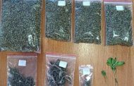Συνελήφθησαν 2 ημεδαποί κατηγορούμενοι για καλλιέργεια και κατοχή ναρκωτικών κατά περίπτωση