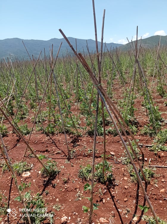 Καταστροφή από τη βροχόπτωση και το χαλάζι Καταστροφή από τη βροχόπτωση και το χαλάζι