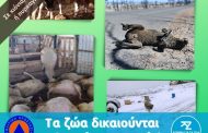 Κόμμα για τα Ζώα