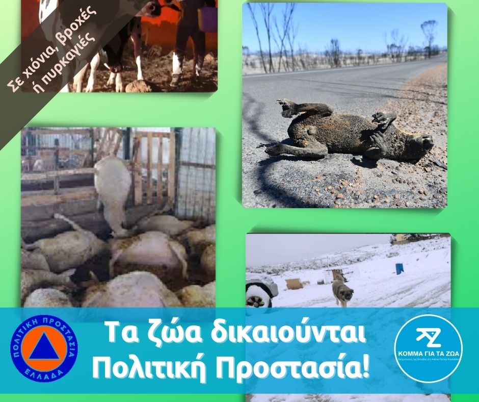 Κόμμα για τα Ζώα