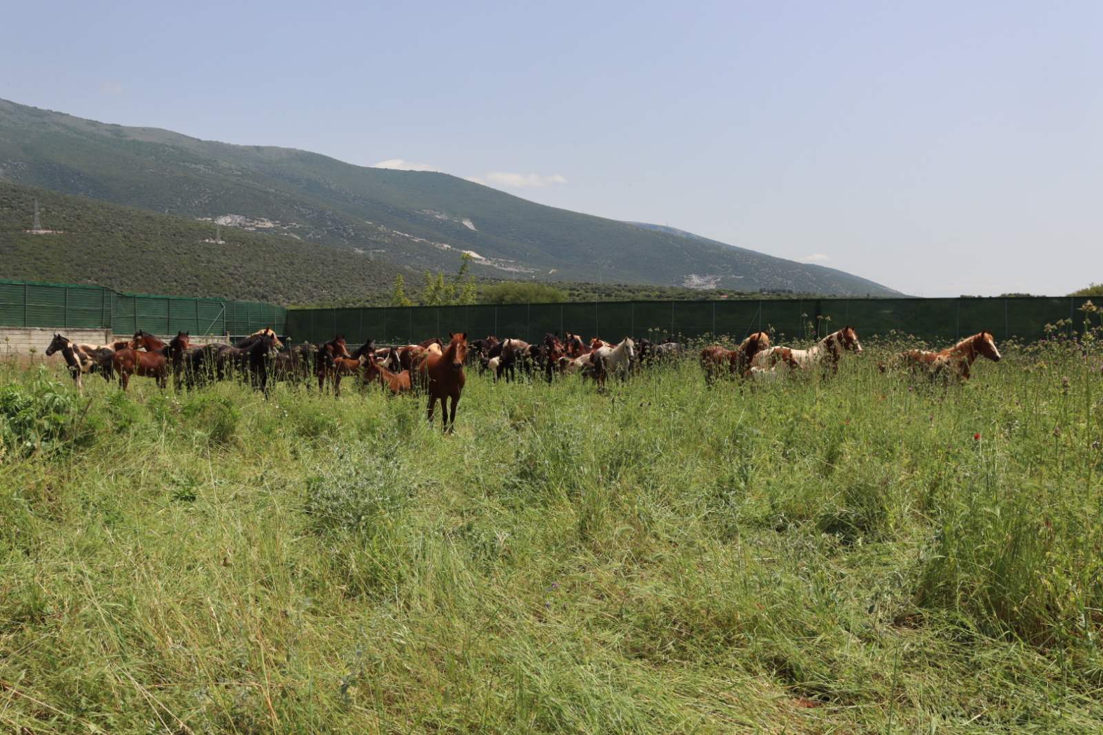 Επίλυση του προβλήματος των ιπποειδών στο Δήμο Προσοτσάνης.
